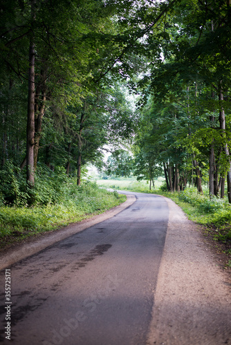 road in a green forest
