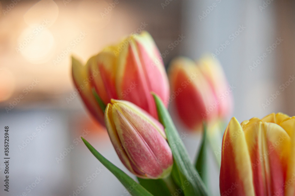 Fototapeta premium TULIPANI