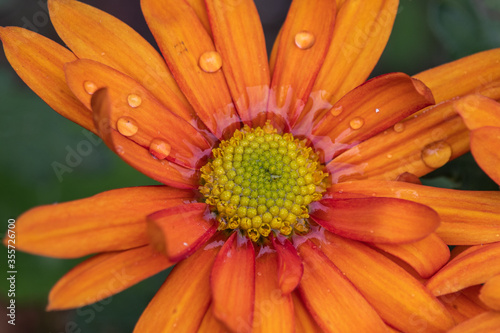 Beautiful orange flower with water droplets in your petals , Viseu , portugal