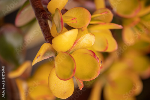 Crassula ovata Pôr-do-sol ou planta de jade 'Hummel's Sunset' é uma planta anual suculenta e perene, arbusto ou sub-arbusto perene, com folhas carnudas e pequenas flores em forma de estrela. photo