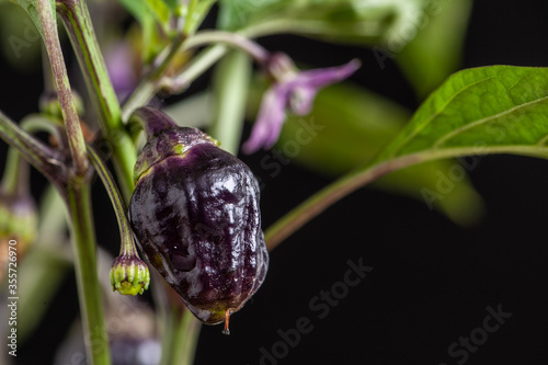 Chili Black Scorpion Blüte und Frucht Studioaufnahme