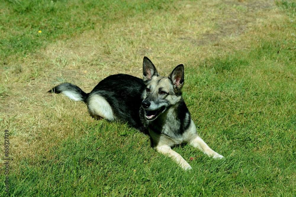 junger Schäferhund Mischling