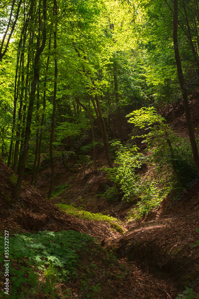 Trees in the forest in morning light in spring season Trees in the forest in morning light in spring season