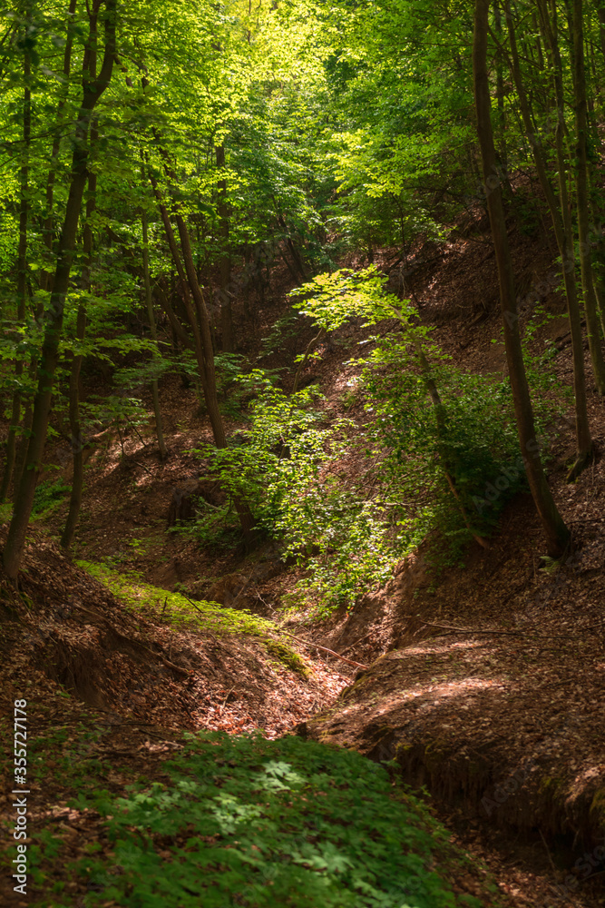 Fototapeta premium Trees in the forest in morning light in spring season