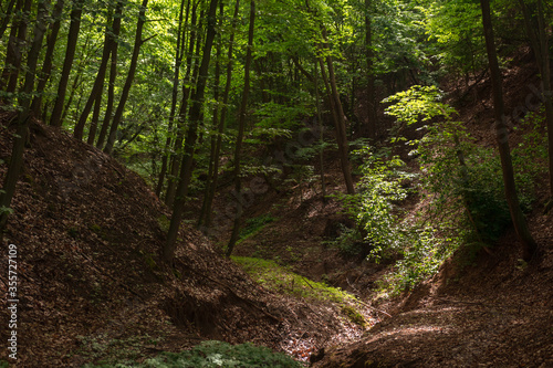 Trees in the forest in morning light in spring season