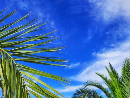 leafs of palm tree in sahara desert of Algeria