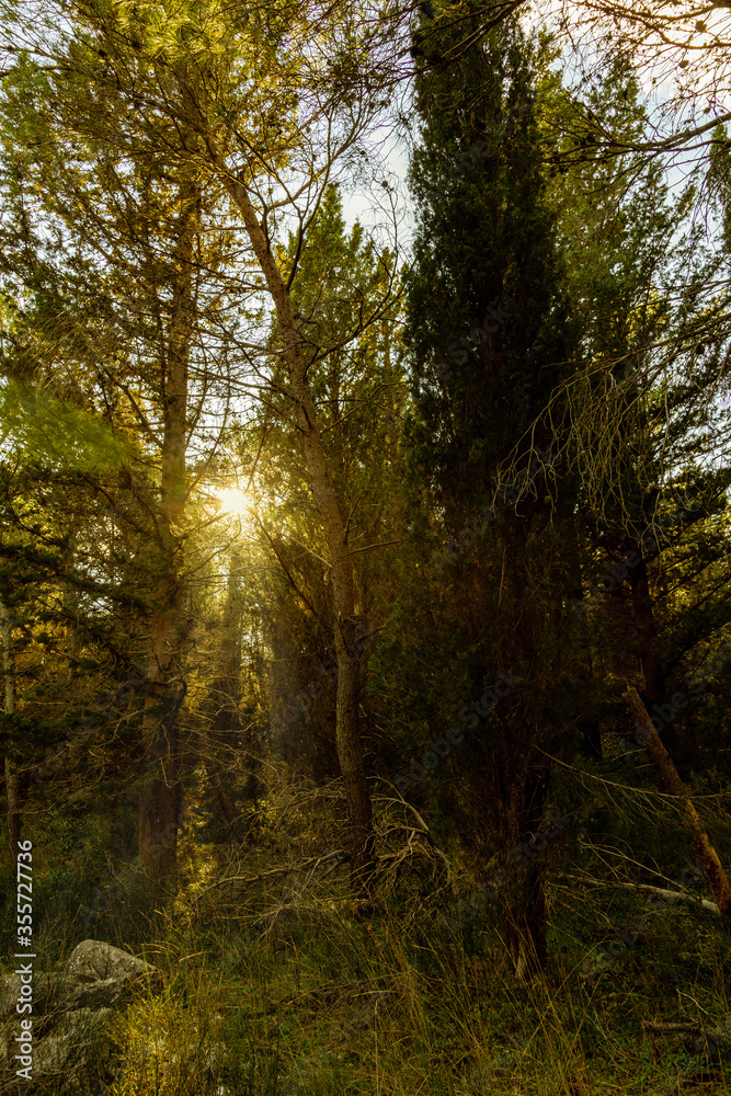 Fototapeta premium arboles del bosque en otoño con rayos de luz al atardecer