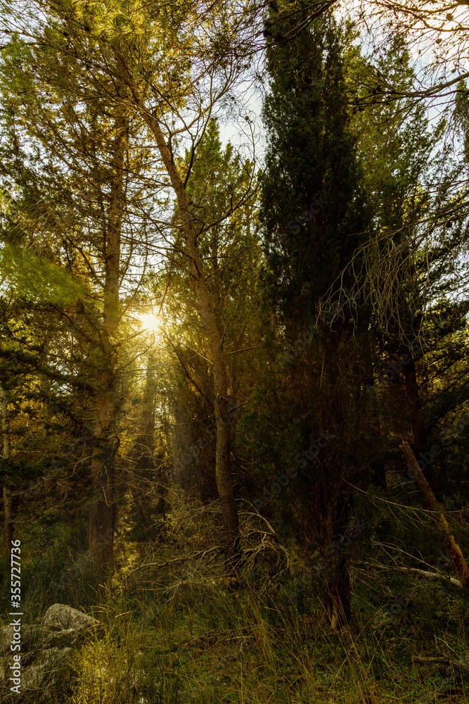 arboles del bosque en otoño con rayos de luz al atardecer