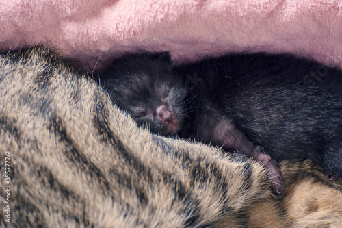 Newborn, adorable kittens suckling, playing and sleeping in their mother cat's fur
