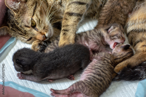 Newborn, adorable kittens suckling, playing and sleeping in their mother cat's fur