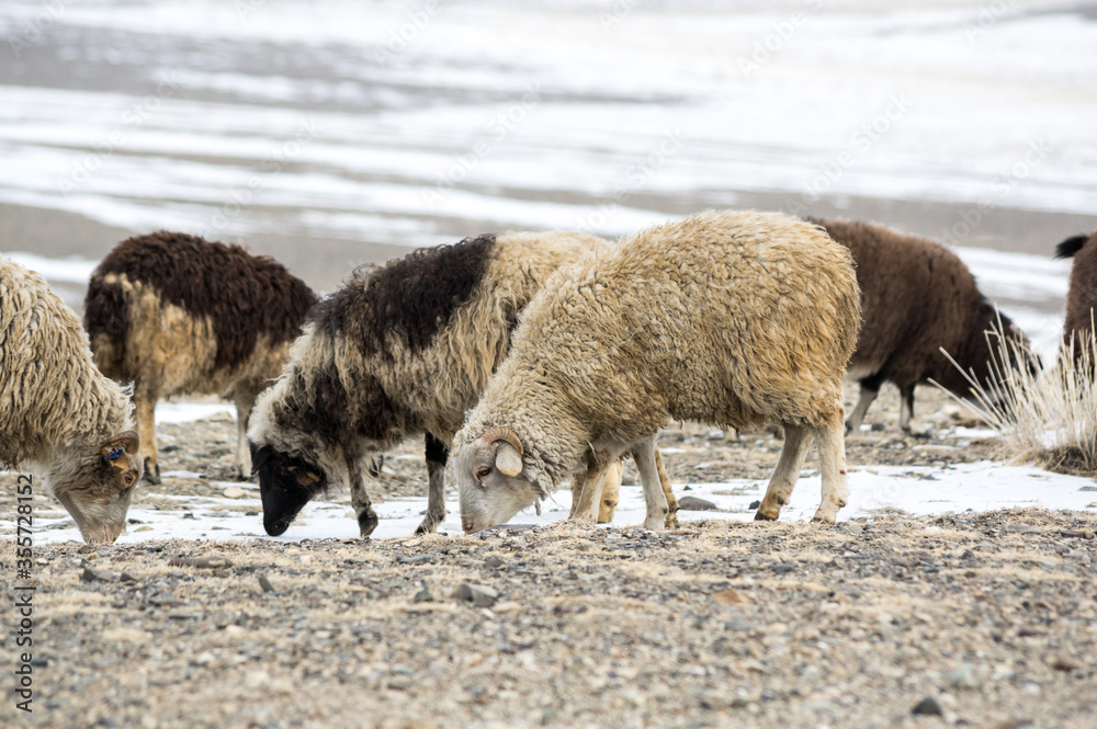 Obraz premium Herd of sheeps in Kurai steppe