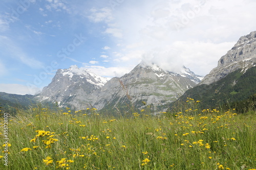 Nature meadow in swiss alps location grindelwald nice weather blue sky with some clouds