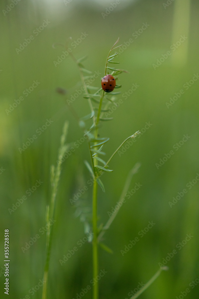 Lady bug in the field Lady bug in the field
