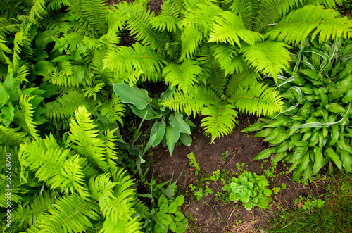 Glade of ferns  hosts and other beautiful plants in the home garden in the village.