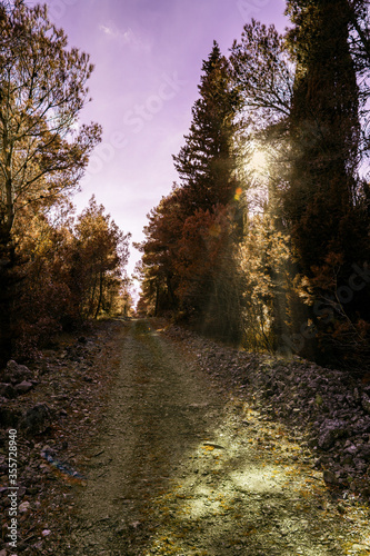 arboles del bosque en otoño con rayos de luz al atardecer