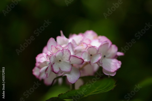 Oriental rose
