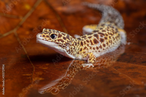 close up leopard gecko
