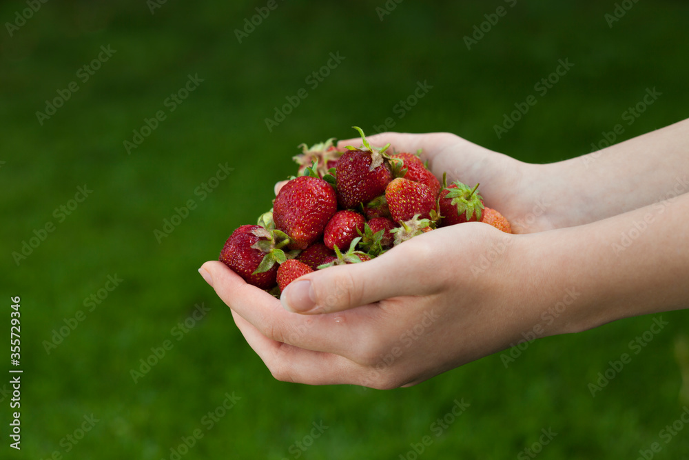 on a green background hands hold a handful of strawberries