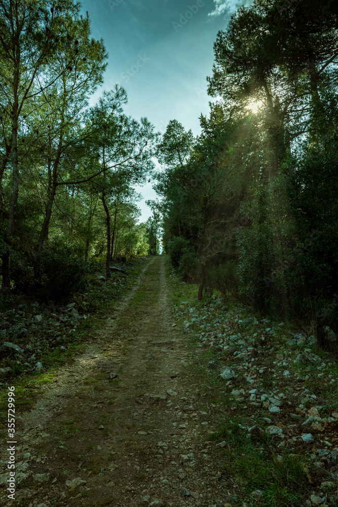 Fototapeta premium arboles del bosque en otoño con rayos de luz al atardecer