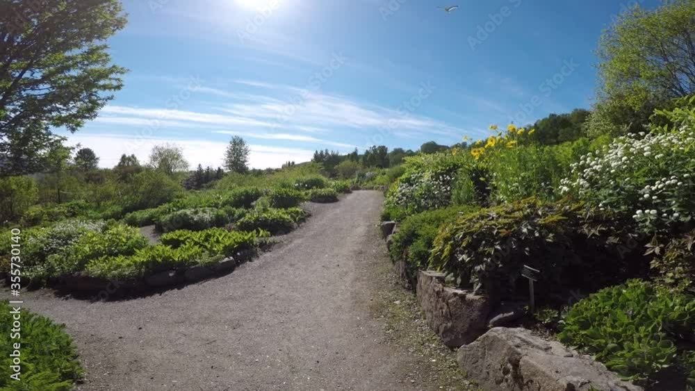 walking on walkway with diverse foliage and different flowers in summer sunshine walking on walkway with diverse foliage and different flowers in summer sunshine