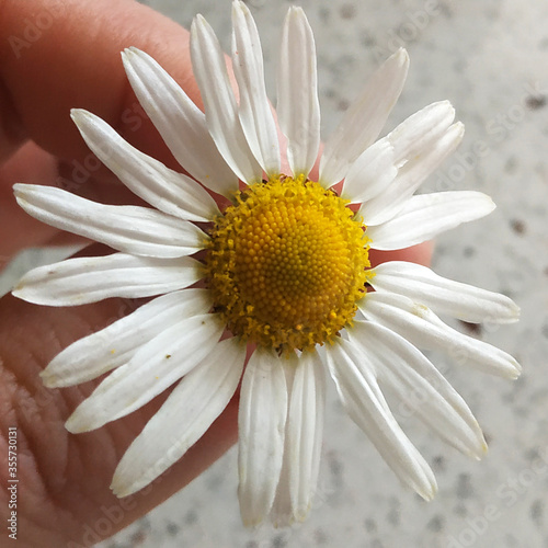 white daisy flower