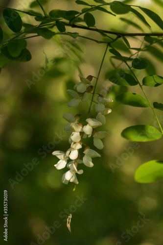 Acacia flower in the nature