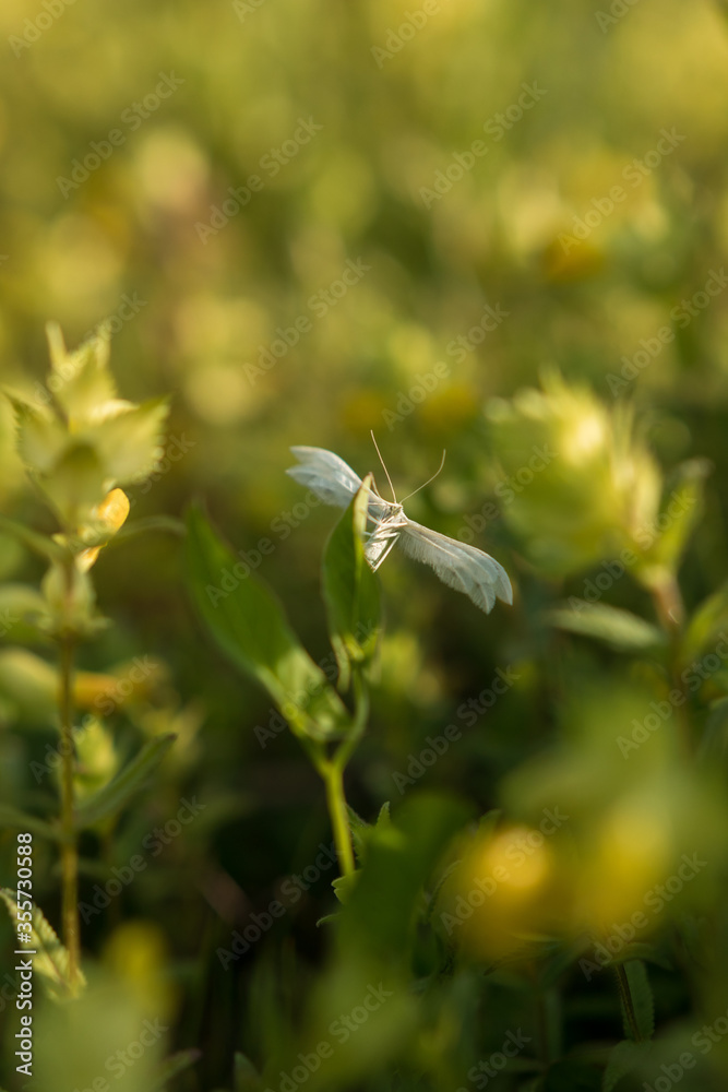 White butterfly sitting on a leaf in the field White butterfly sitting on a leaf in the field