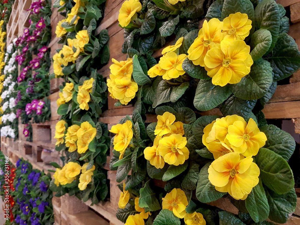 Wall of yellow primroses flowers