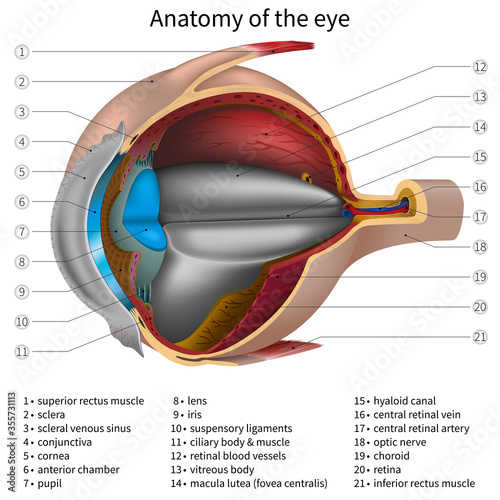 Anatomy of the eye. Vector illustration.
