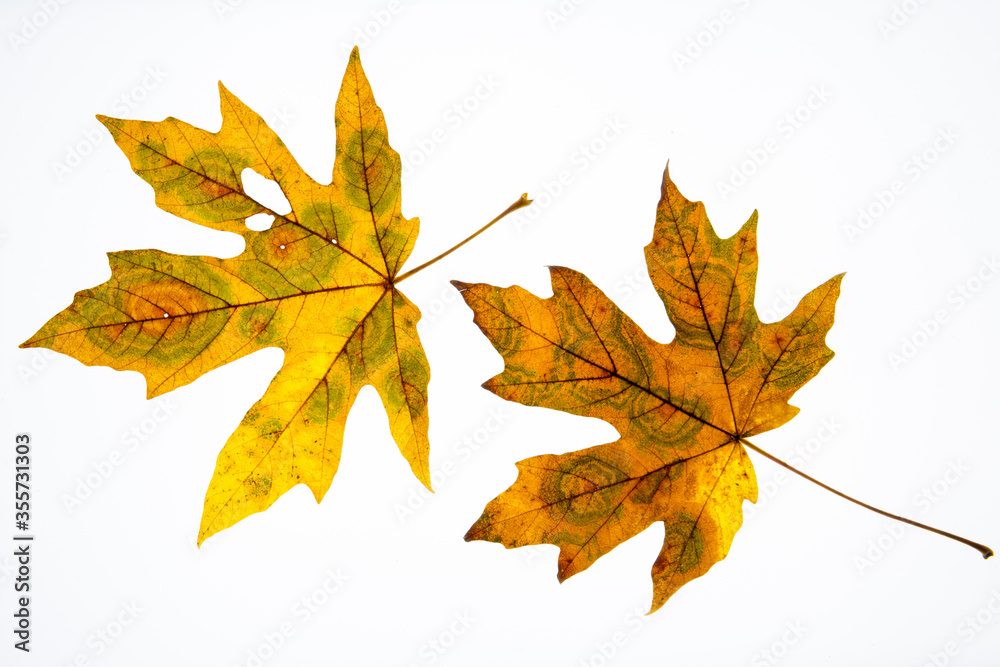 Two decaying maple leaves on white background
Two decaying maple leaves on white background