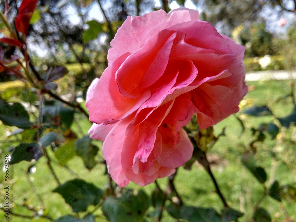 Obraz premium pink rose flower