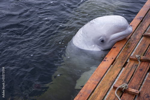 Fotografie Friendly beluga whale up close