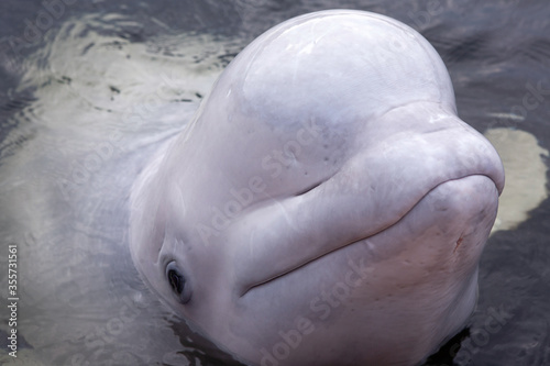 Friendly beluga whale up close