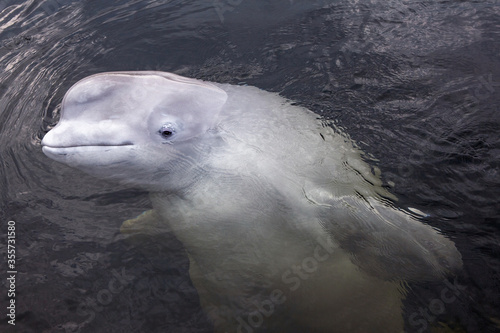 Konstfotografi Friendly beluga whale up close
