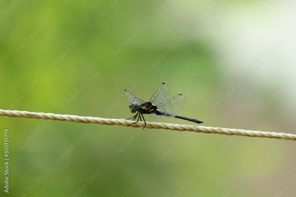 Dragonfly resting on a yellow rope Dragonfly resting on a yellow rope