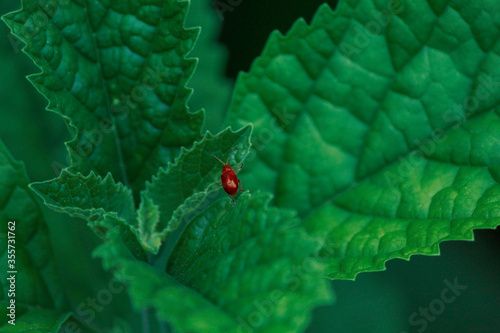 red pumpkin beetle on a green leaf photo