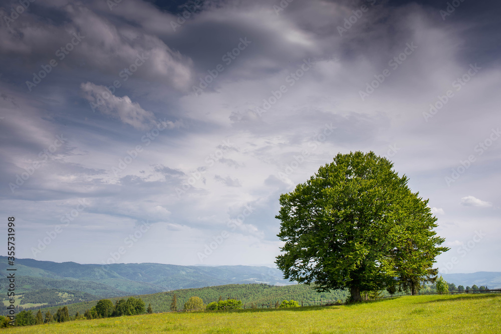 Old beech tree in the Carpathian mountains, dramatic sky with clouds in the background. Old beech tree in the Carpathian mountains, dramatic sky with clouds in the background.