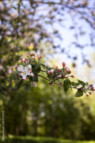 pink branch with flowers