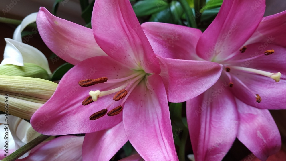 large open pink lilies large open pink lilies