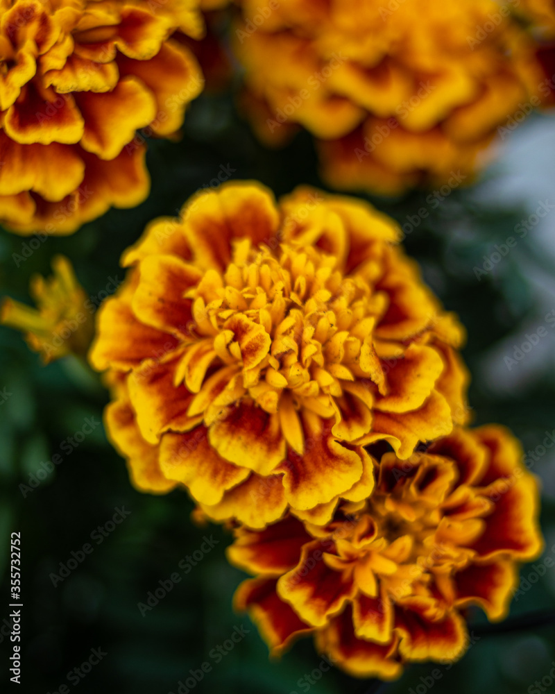 yellow dahlia flower yellow dahlia flower