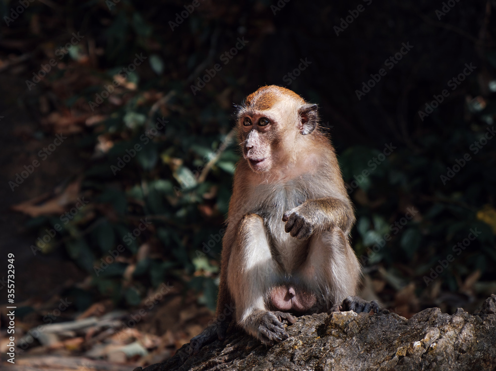 Obraz premium cute macaque monkey on the rock