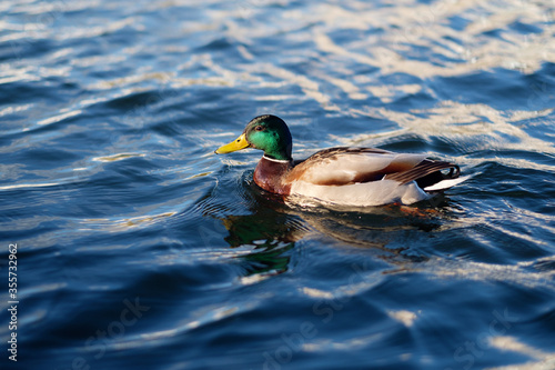 Duck in the blue water