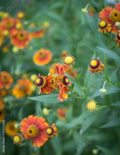 orange flowers on grass background © Татьяна Ильиных