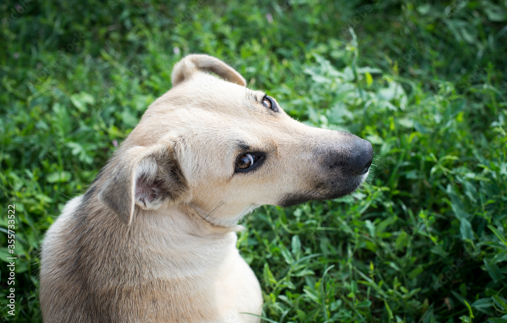 white stray dog on the grass