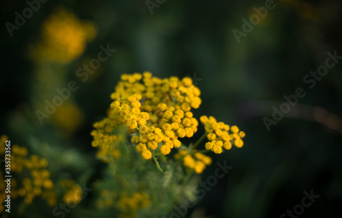 yellow immortelle flowers on green grass