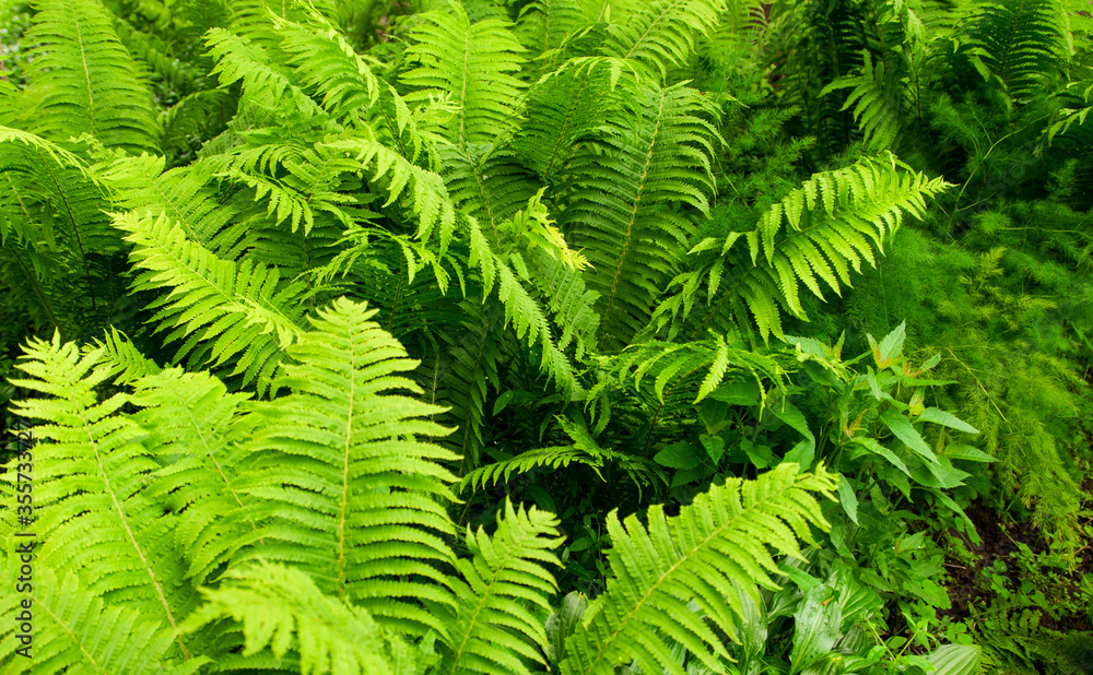 A green, young fern bush grows in the countryside. Plant on the flowerbed. Natural background as a texture. View from above.