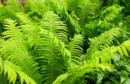 Green  young fern bushes grow in the countryside. Plant on the flowerbed. Natural background as a texture.
