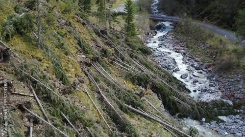 Aerial of uprooted forest in South Tyrol after strong storm. Alpine valley. Uprooted trees after strong winds. Trees fell during storm in the Alps photo