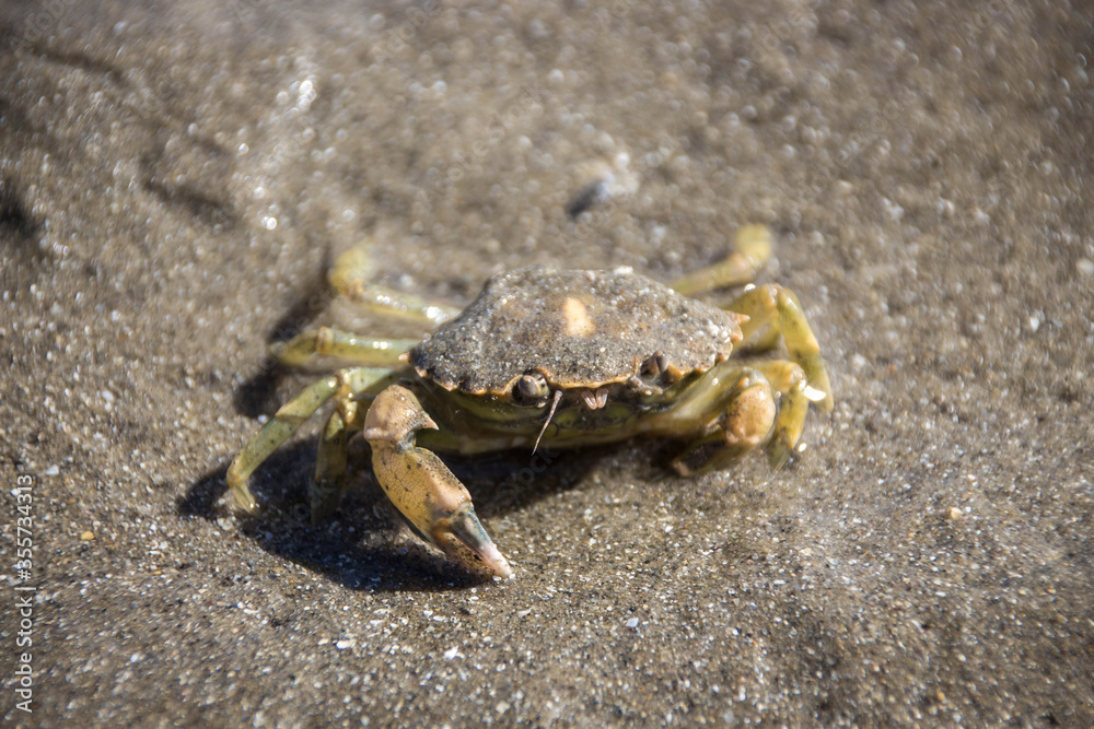 Eine Krabbe auf dem Meeresboden in Frankreich Eine Krabbe auf dem Meeresboden in Frankreich