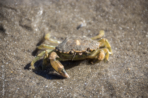 Eine Krabbe auf dem Meeresboden in Frankreich